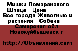 Мишки Померанского Шпица › Цена ­ 60 000 - Все города Животные и растения » Собаки   . Самарская обл.,Новокуйбышевск г.